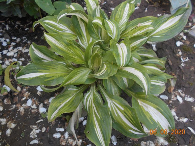  - 1Azalee-rhododendroni-heleborusi-hortensii-hoste 2020