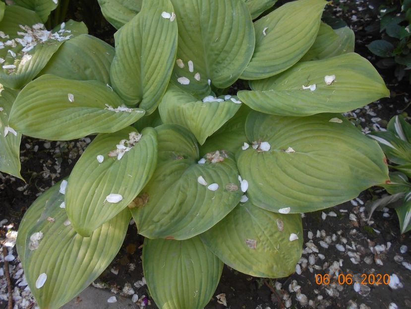  - 1Azalee-rhododendroni-heleborusi-hortensii-hoste 2020