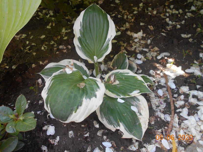  - 1Azalee-rhododendroni-heleborusi-hortensii-hoste 2020