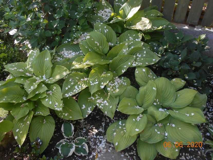  - 1Azalee-rhododendroni-heleborusi-hortensii-hoste 2020