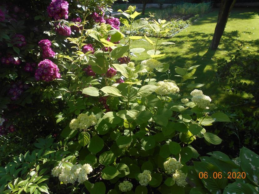  - 1Azalee-rhododendroni-heleborusi-hortensii-hoste 2020