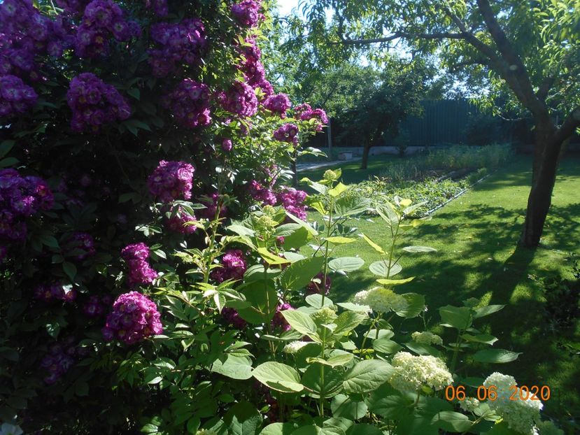  - 1Azalee-rhododendroni-heleborusi-hortensii-hoste 2020