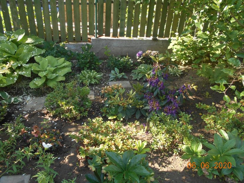  - 1Azalee-rhododendroni-heleborusi-hortensii-hoste 2020