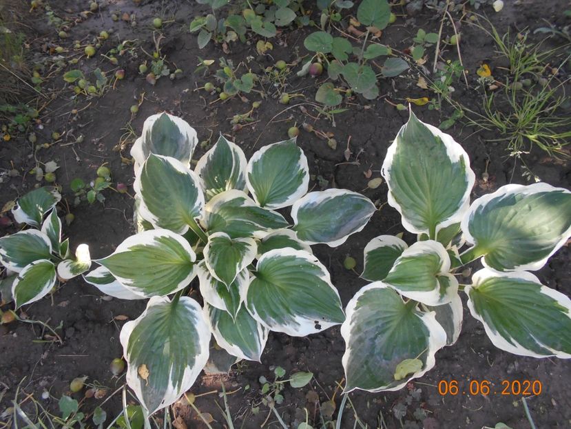  - 1Azalee-rhododendroni-heleborusi-hortensii-hoste 2020