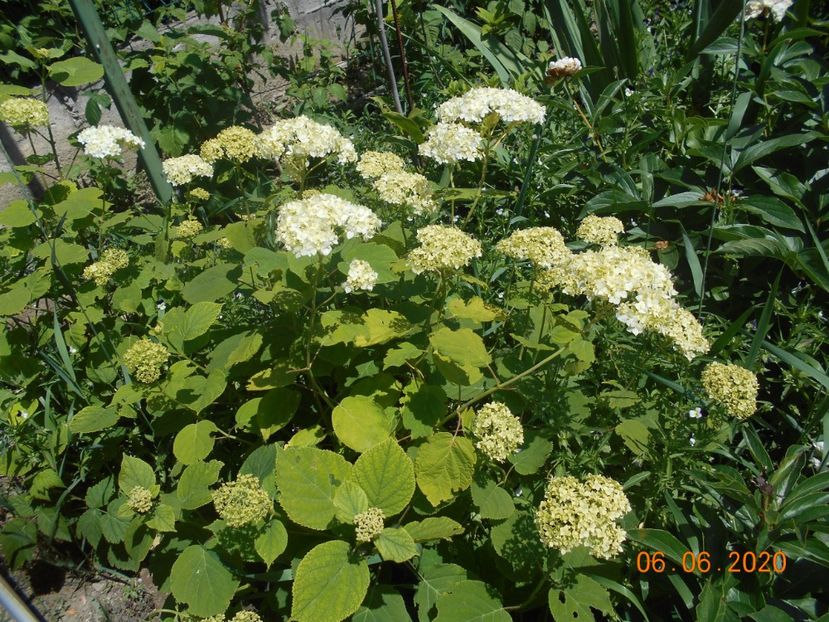  - 1Azalee-rhododendroni-heleborusi-hortensii-hoste 2020