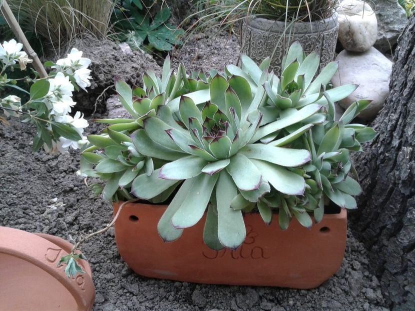 IMG-20200606-WA0024 - Vase decorative lut ceramica aranjamente