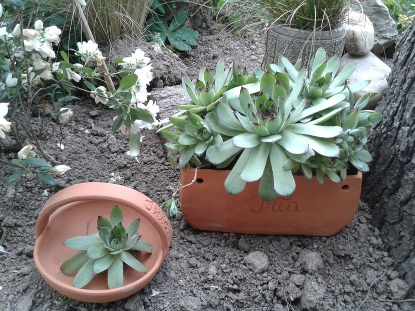 IMG-20200606-WA0023 - Vase decorative lut ceramica aranjamente