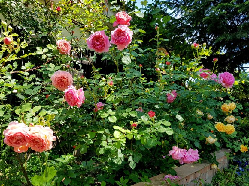  - 2020_Roze_Gradina Rozelor