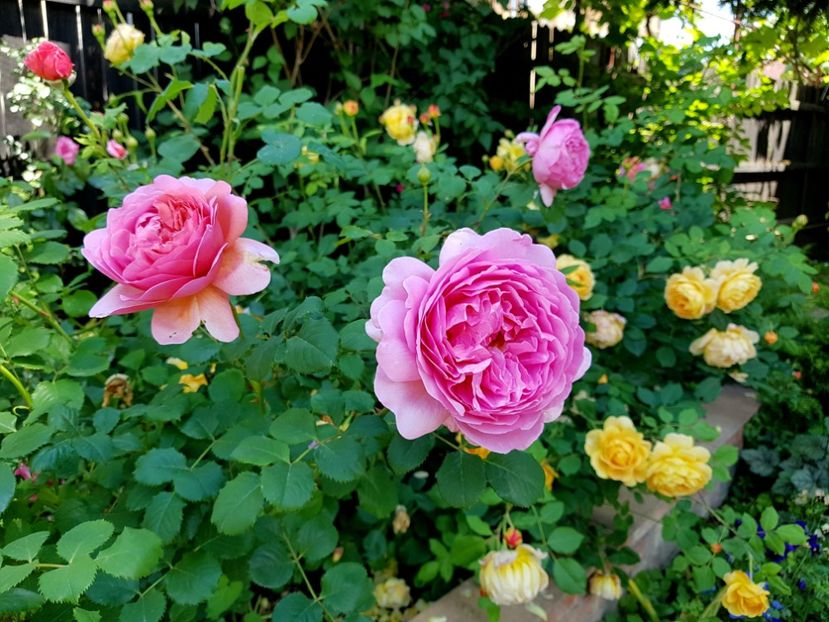  - 2020_Roze_Gradina Rozelor