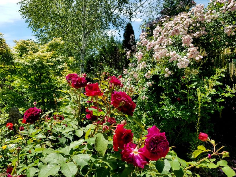 - 2020_Roze_Gradina Rozelor
