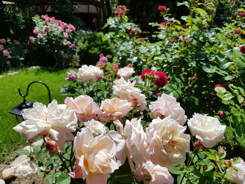  - 2020_Roze_Gradina Rozelor