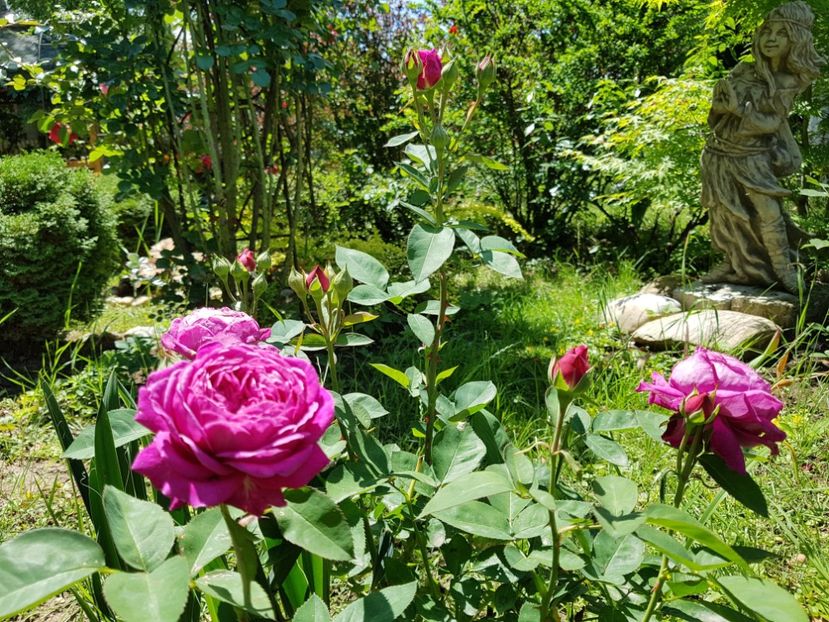  - 2020_Roze_Gradina Rozelor