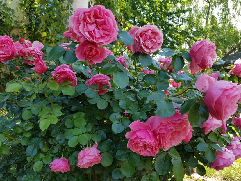  - 2020_Roze_Gradina Rozelor
