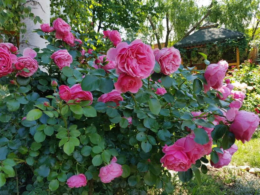  - 2020_Roze_Gradina Rozelor