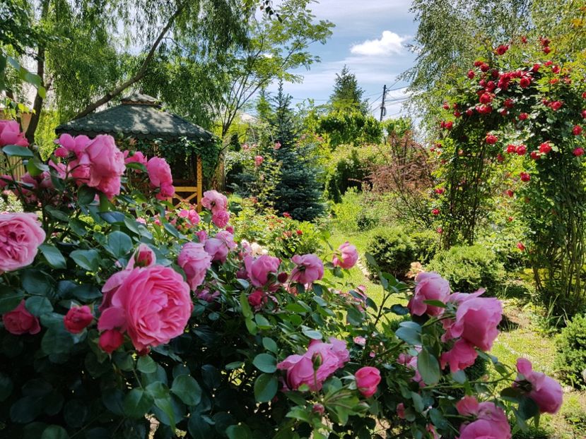  - 2020_Roze_Gradina Rozelor