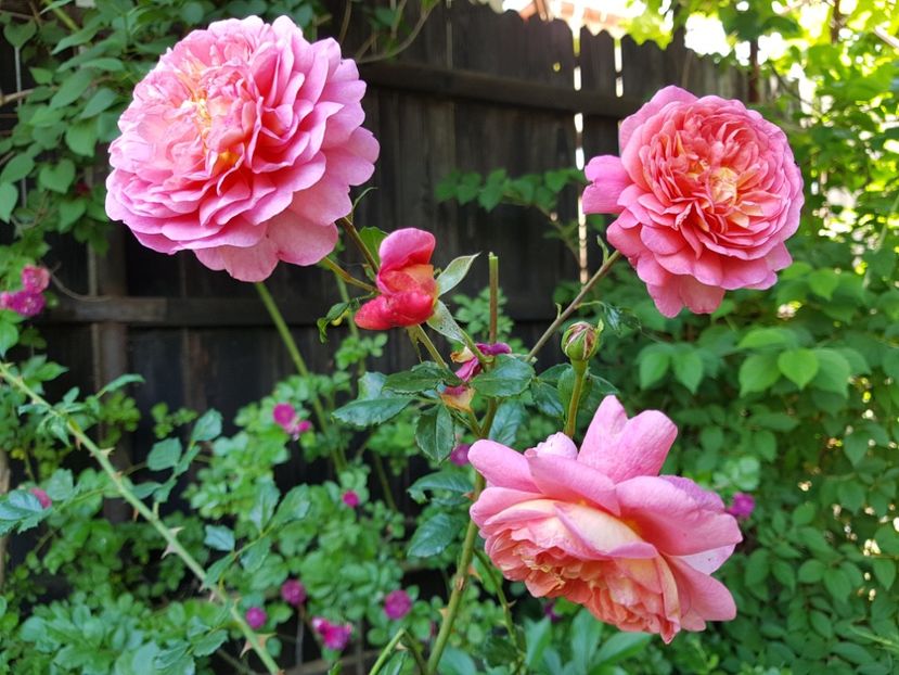  - 2020_Roze_Gradina Rozelor