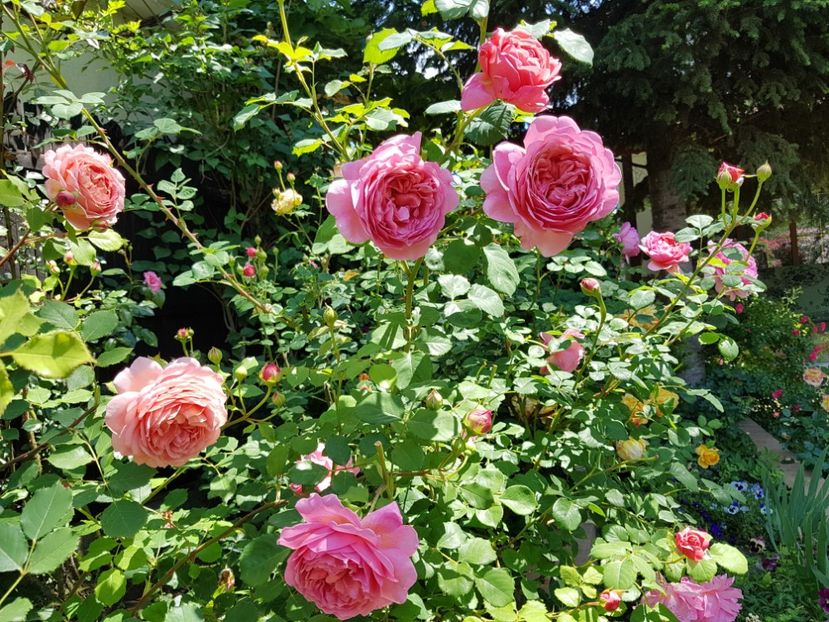  - 2020_Roze_Gradina Rozelor