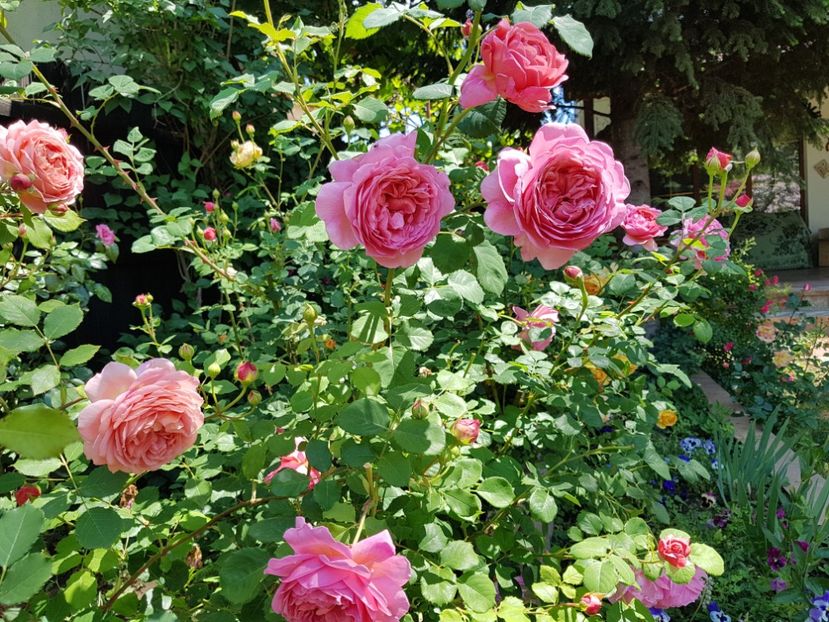  - 2020_Roze_Gradina Rozelor