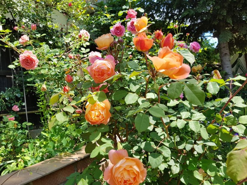  - 2020_Roze_Gradina Rozelor