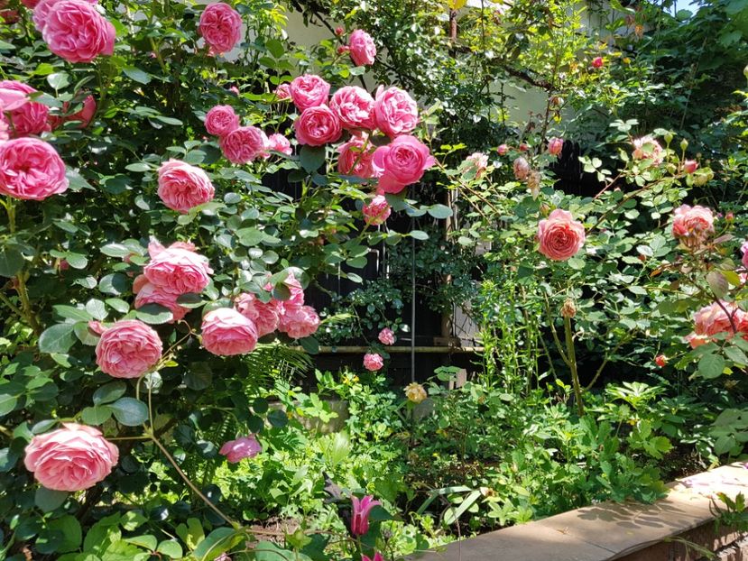  - 2020_Roze_Gradina Rozelor
