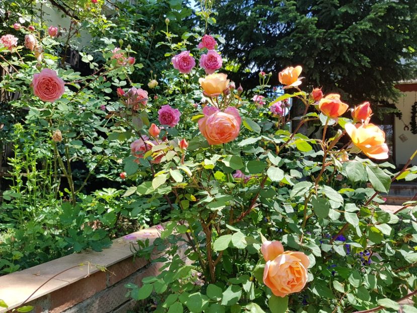  - 2020_Roze_Gradina Rozelor