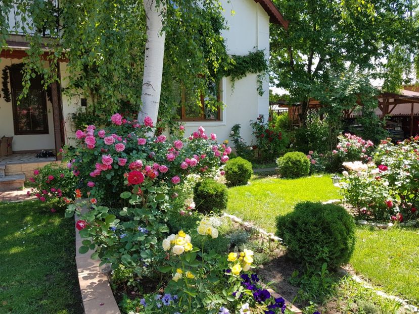  - 2020_Roze_Gradina Rozelor