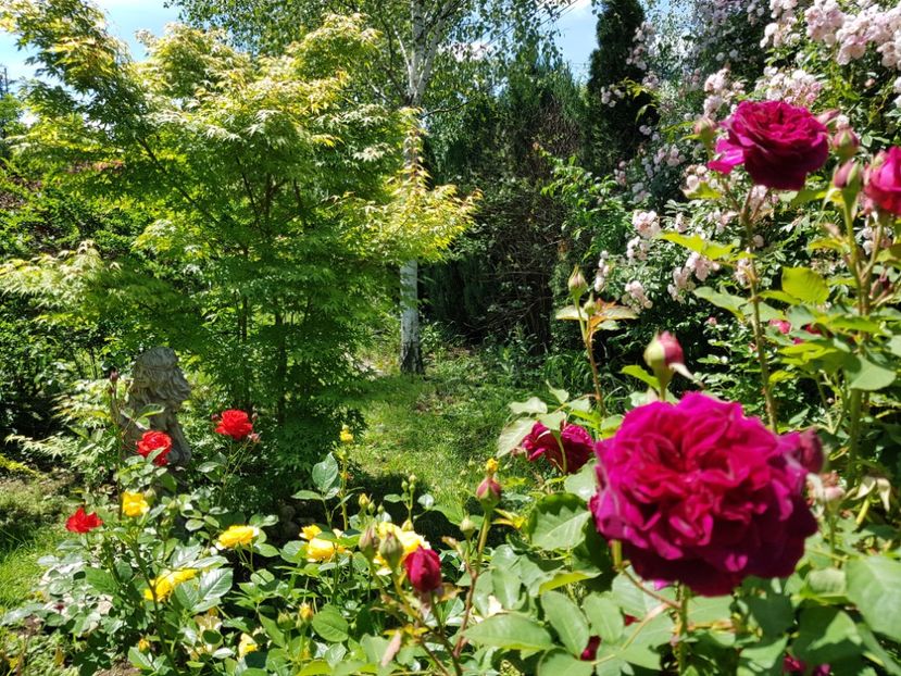  - 2020_Roze_Gradina Rozelor
