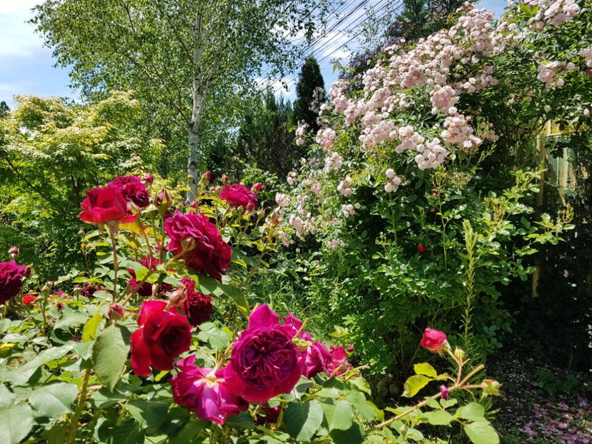 - 2020_Roze_Gradina Rozelor