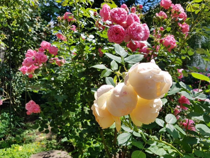  - 2020_Roze_Gradina Rozelor