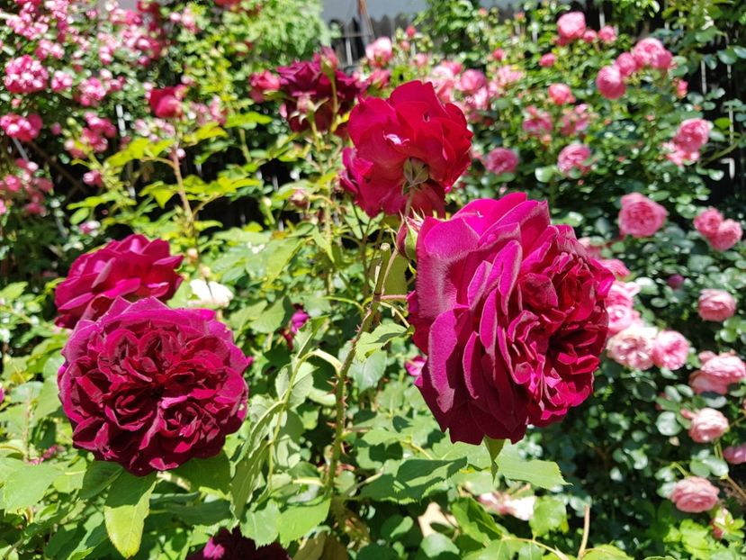  - 2020_Roze_Gradina Rozelor
