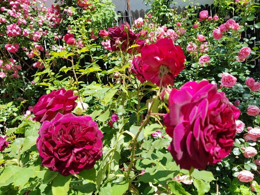  - 2020_Roze_Gradina Rozelor