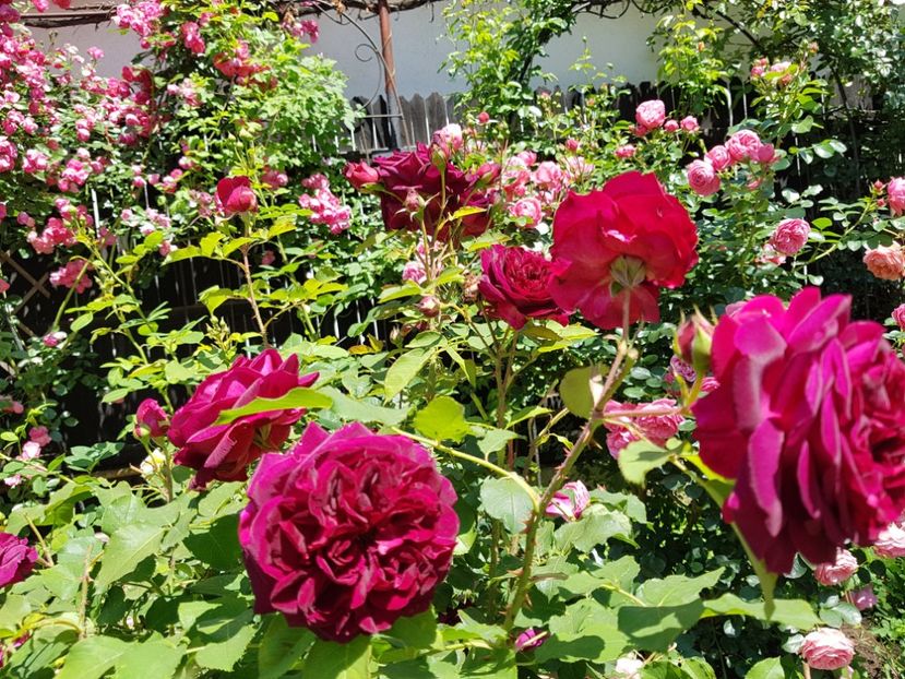  - 2020_Roze_Gradina Rozelor