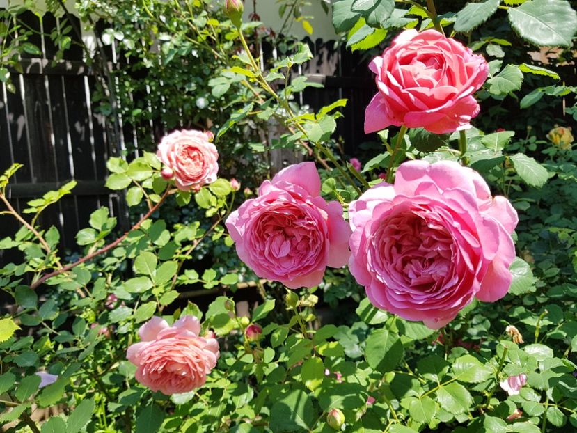  - 2020_Roze_Gradina Rozelor