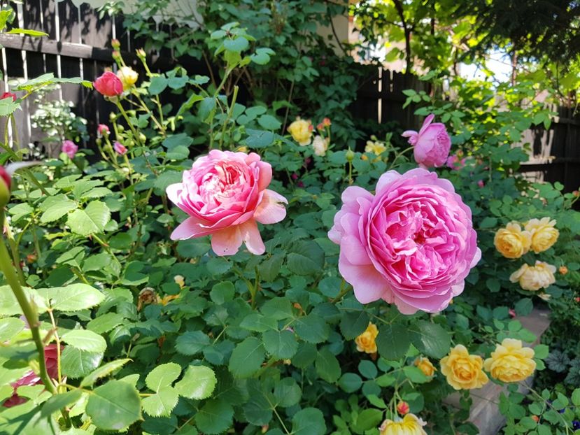  - 2020_Roze_Gradina Rozelor