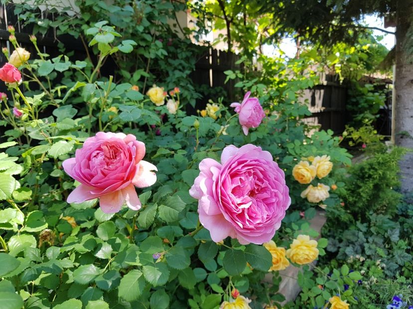  - 2020_Roze_Gradina Rozelor