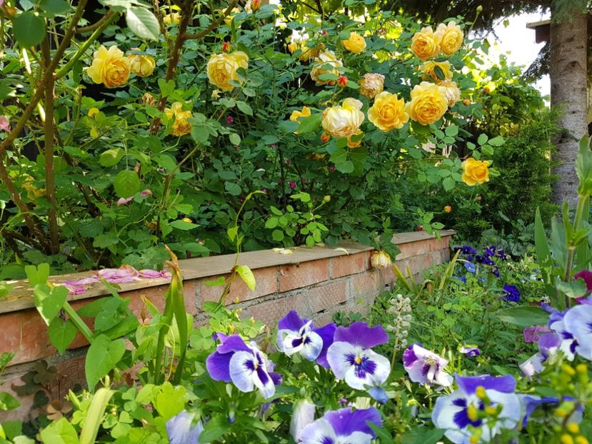  - 2020_Roze_Gradina Rozelor
