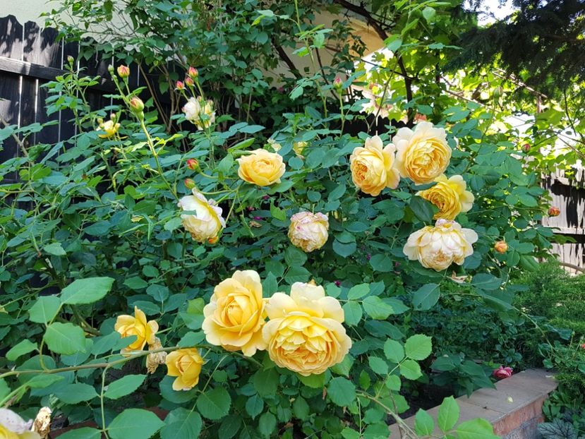  - 2020_Roze_Gradina Rozelor