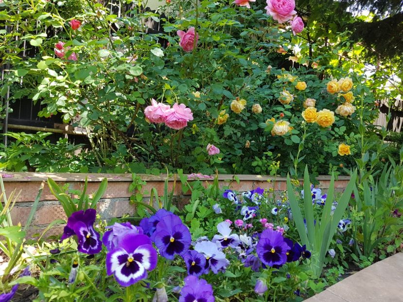  - 2020_Roze_Gradina Rozelor