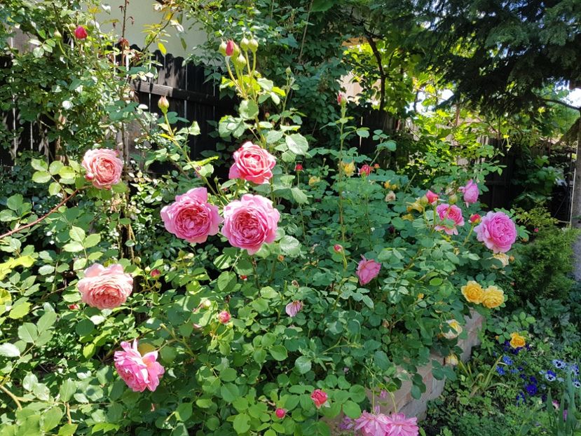  - 2020_Roze_Gradina Rozelor