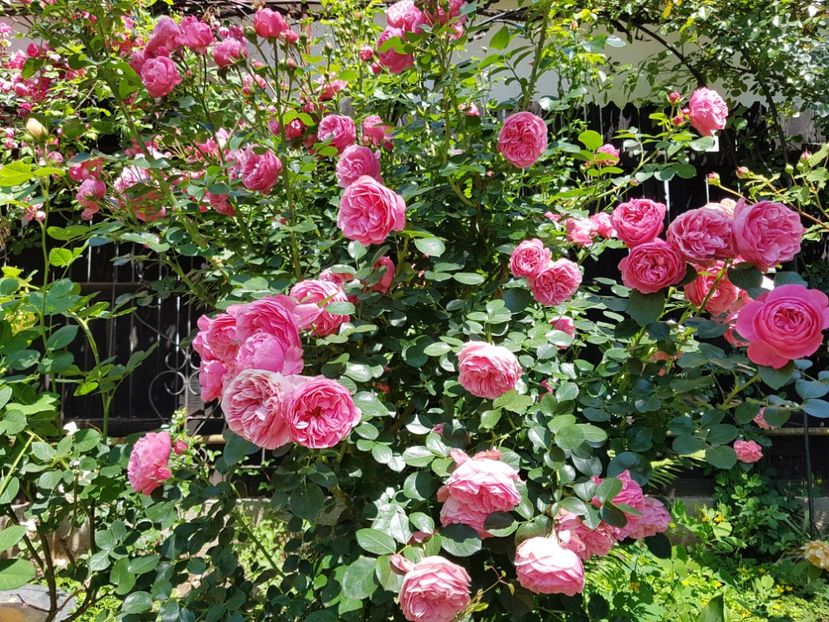  - 2020_Roze_Gradina Rozelor