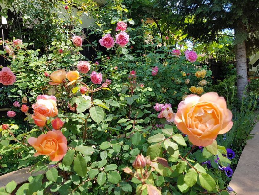  - 2020_Roze_Gradina Rozelor
