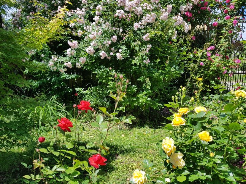  - 2020_Roze_Gradina Rozelor