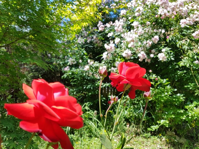  - 2020_Roze_Gradina Rozelor