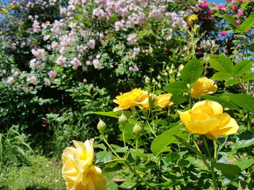  - 2020_Roze_Gradina Rozelor