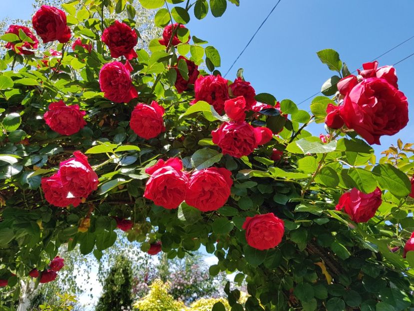  - 2020_Roze_Gradina Rozelor