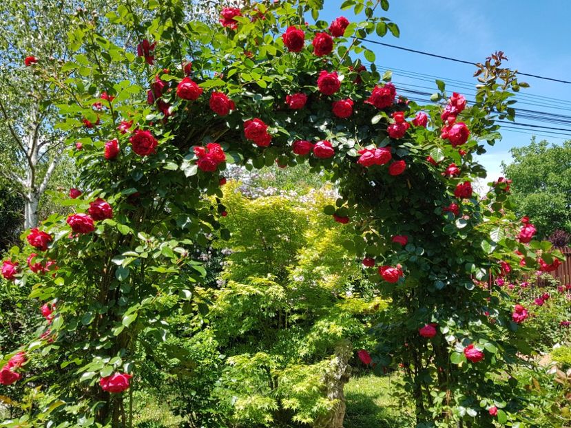  - 2020_Roze_Gradina Rozelor