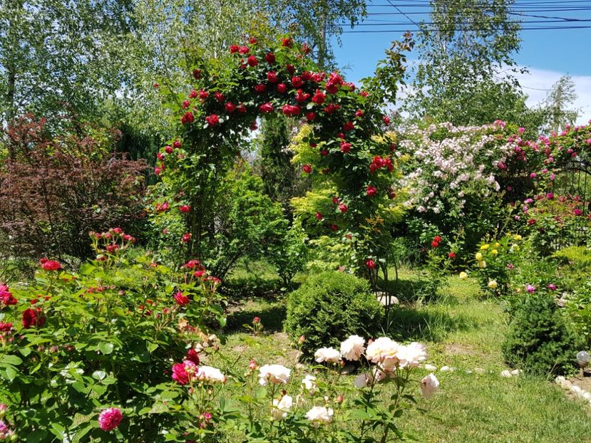 - 2020_Roze_Gradina Rozelor