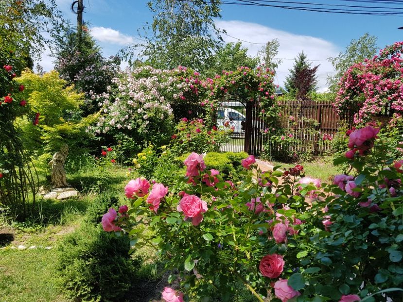  - 2020_Roze_Gradina Rozelor