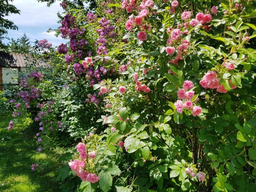  - 2020_Roze Idilic Garden