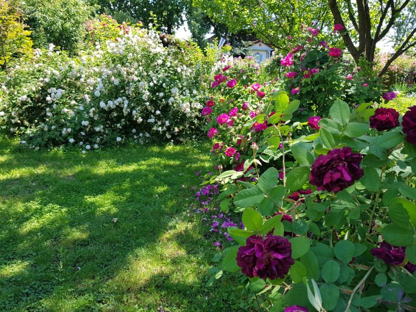  - 2020_Roze Idilic Garden